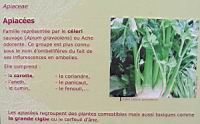 Famille Apiacees ou Apiaceae (txt)